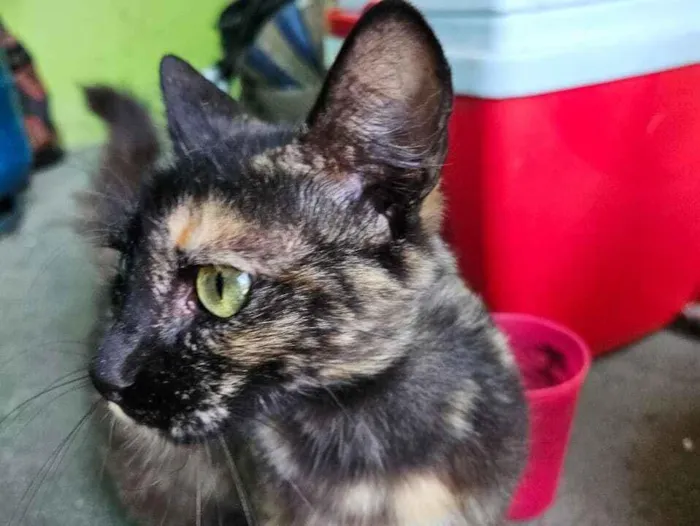 Gato raça SRD-ViraLata idade 1 ano nome Lulu