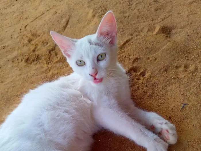 Gato raça Angorá idade 2 a 6 meses nome Maria Andrielly Barbosa de Souza 