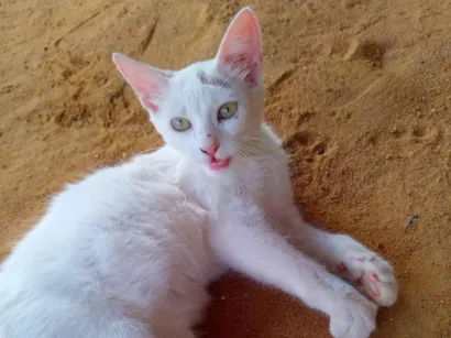 Gato raça Angorá idade 2 a 6 meses nome Maria Andrielly Barbosa de Souza 