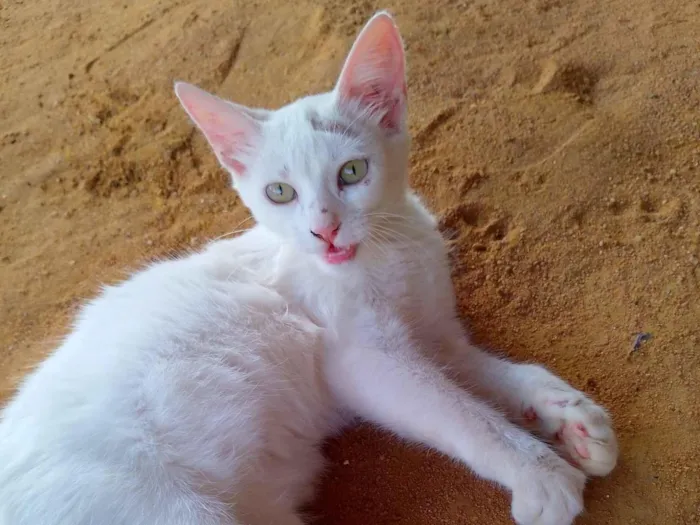 Gato raça Angorá idade 2 a 6 meses nome Maria Andrielly Barbosa de Souza 