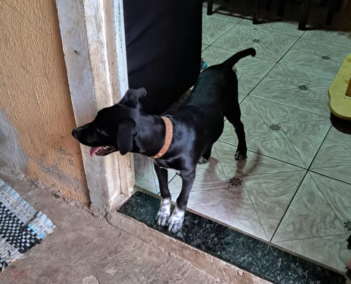 Cachorro raça SRD-ViraLata idade 2 a 6 meses nome Boris 