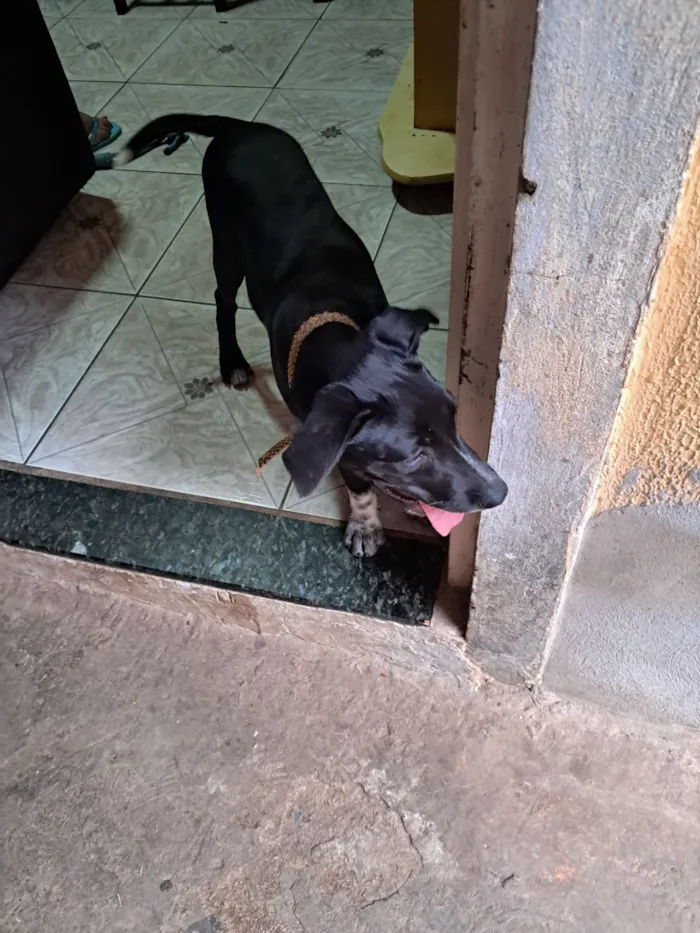 Cachorro raça SRD-ViraLata idade 2 a 6 meses nome Boris 