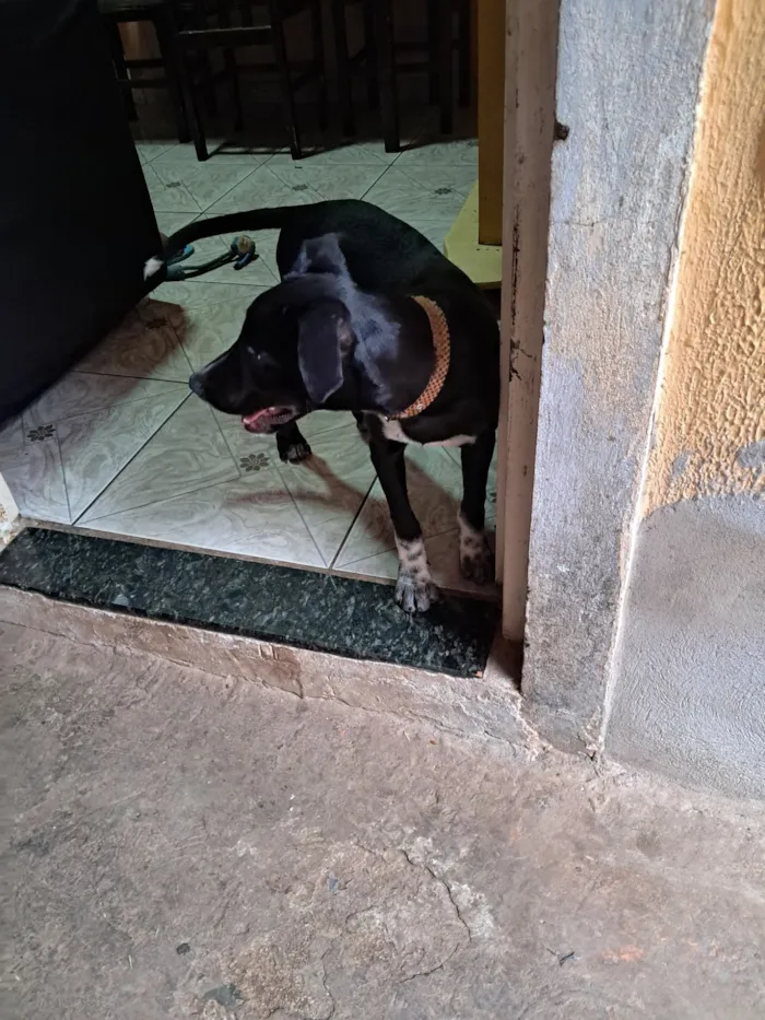 Cachorro raça SRD-ViraLata idade 2 a 6 meses nome Boris 