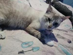 Gato raça SRD-ViraLata idade 1 ano nome Cocoricó 