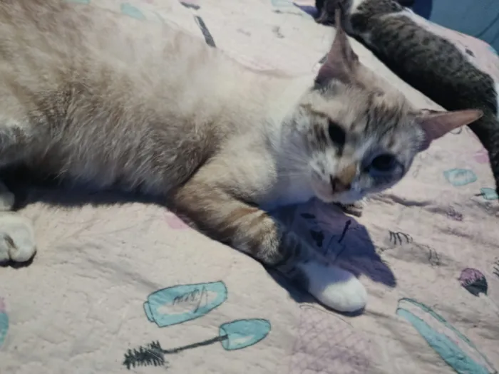 Gato raça SRD-ViraLata idade 1 ano nome Cocoricó 