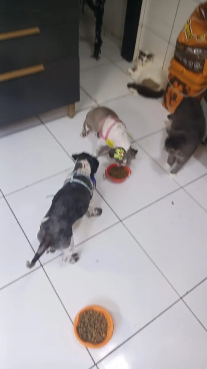 Cachorro raça Shitzu idade 2 anos nome Sem nome