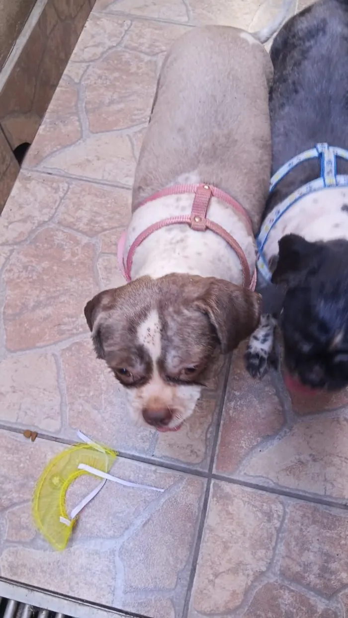 Cachorro raça Shitzu idade 2 anos nome Sem nome