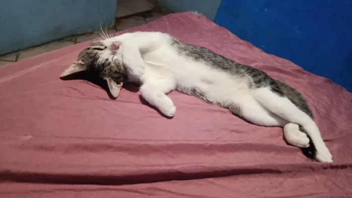 Gato raça SRD-ViraLata idade 7 a 11 meses nome Márcia 