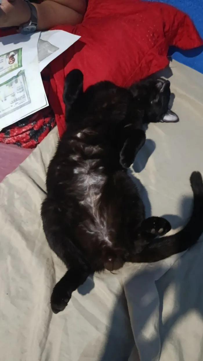 Gato raça SRD-ViraLata idade 1 ano nome Zé pretinho 