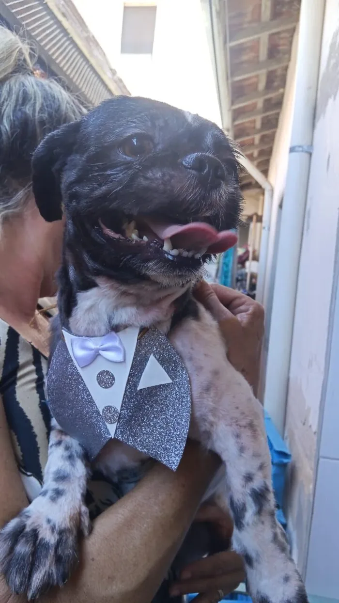 Cachorro raça Shitzu idade 3 anos nome Max