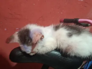 Gato raça SRD-ViraLata idade 2 a 6 meses nome Filho da filó 