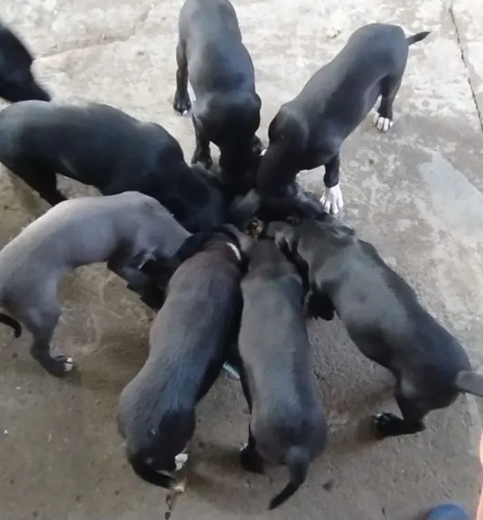 Cachorro raça SRD-ViraLata idade Abaixo de 2 meses nome Bela,Carlos,Zulmira,Carol,Pedrinho,Luiz e Almiro