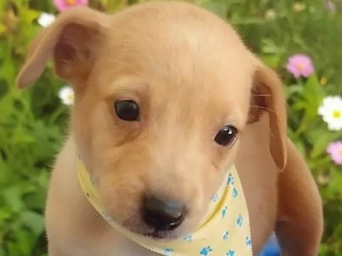 Cachorro raça SRD-ViraLata idade 2 a 6 meses nome Lucas