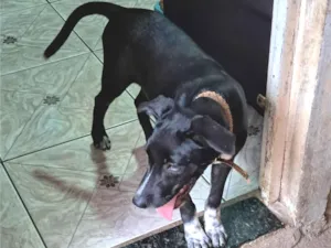 Cachorro raça SRD-ViraLata idade 2 a 6 meses nome Boris 