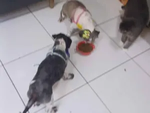 Cachorro raça Shitzu idade 2 anos nome Sem nome