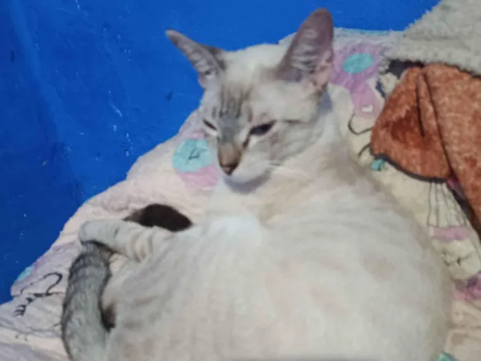 Gato raça SRD-ViraLata idade 7 a 11 meses nome Malcide 