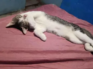 Gato raça SRD-ViraLata idade 7 a 11 meses nome Márcia 