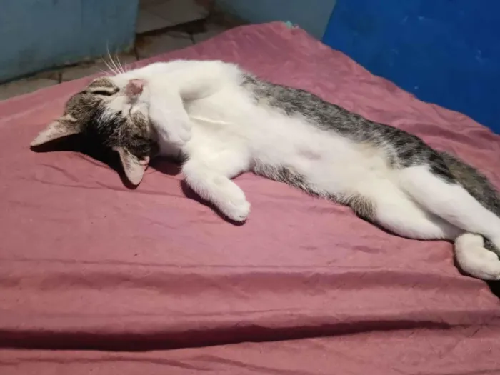 Gato raça SRD-ViraLata idade 7 a 11 meses nome Márcia 