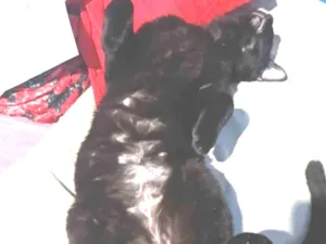 Gato raça SRD-ViraLata idade 1 ano nome Zé pretinho 