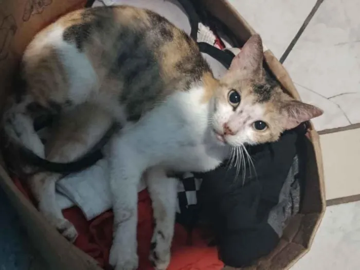 Gato raça SRD-ViraLata idade 6 ou mais anos nome Filó 