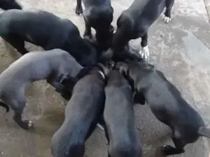 Cachorro raça SRD-ViraLata idade Abaixo de 2 meses nome Bela,Carlos,Zulmira,Carol,Pedrinho,Luiz e Almiro