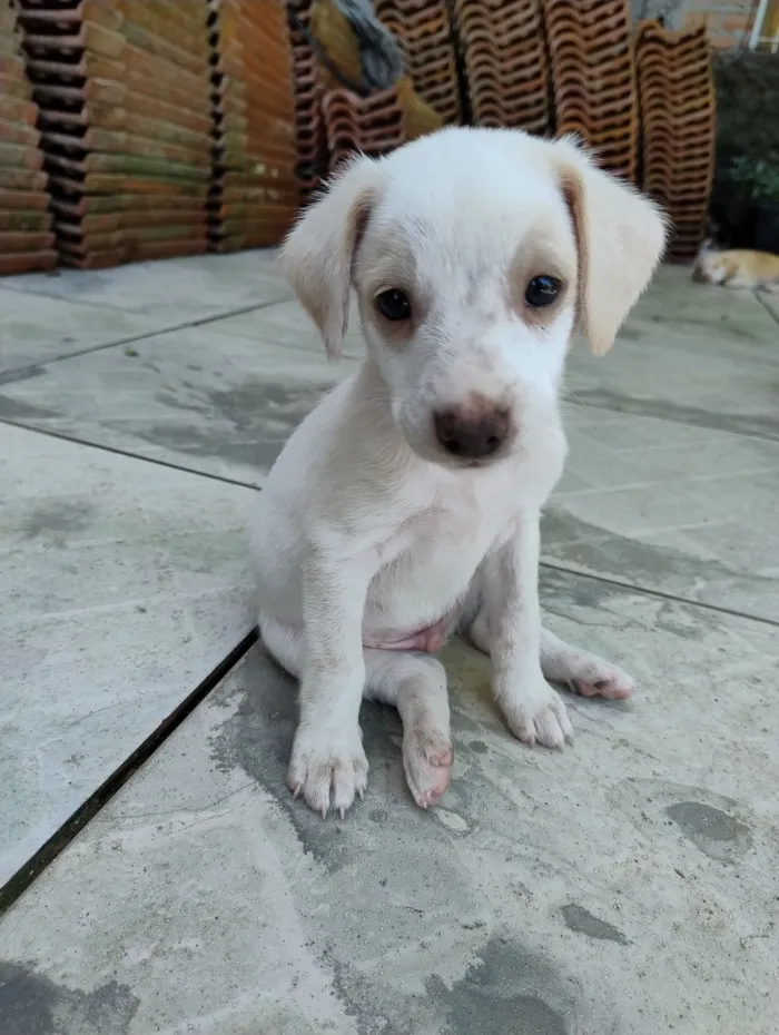 Cachorro raça SRD-ViraLata idade Abaixo de 2 meses nome Sem nome 