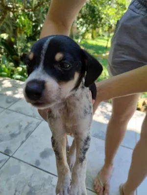 Cachorro raça SRD-ViraLata idade Abaixo de 2 meses nome Sem nome 