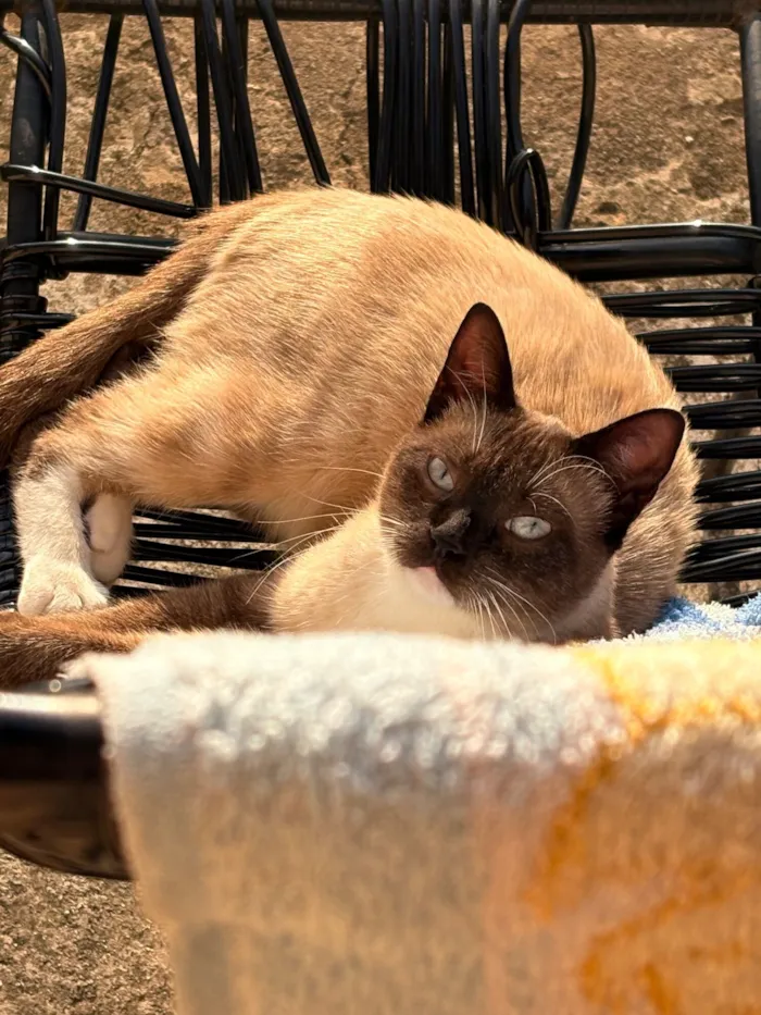 Gato raça Siamês idade 7 a 11 meses nome Noah 
