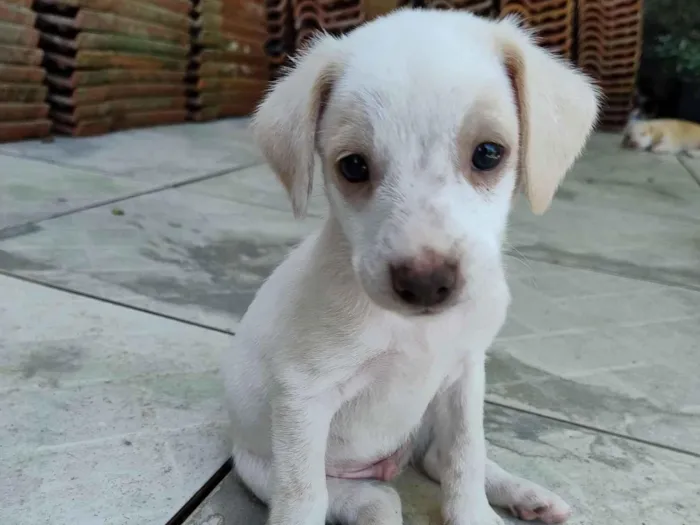 Cachorro raça SRD-ViraLata idade Abaixo de 2 meses nome Sem nome 