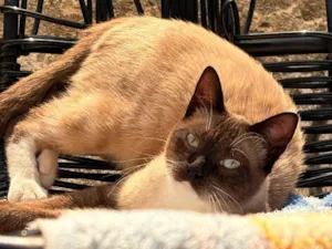 Gato raça Siamês idade 7 a 11 meses nome Noah 