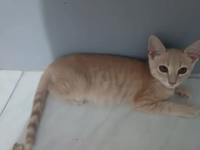Gato raça SRD-ViraLata idade 2 a 6 meses nome Duas fêmeas 3 meses.