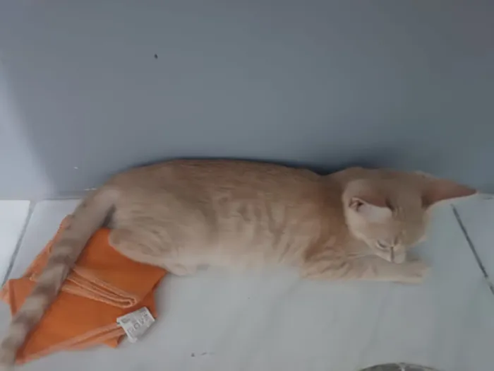 Gato raça SRD-ViraLata idade 2 a 6 meses nome Duas fêmeas 3 meses.