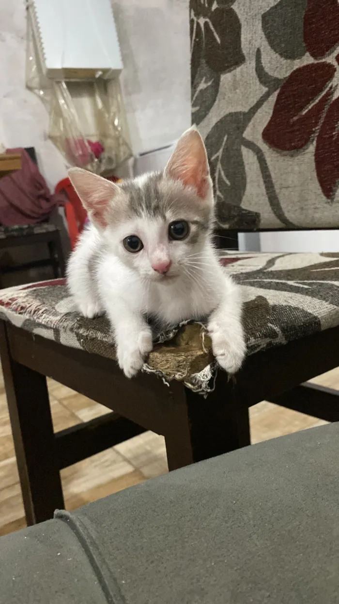 Gato raça SRD-ViraLata idade 2 a 6 meses nome Duas fêmeas 3 meses.