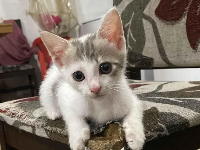 Duas fêmeas 3 meses.