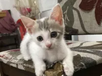 Gato raça SRD-ViraLata idade 2 a 6 meses nome Duas fêmeas 3 meses.