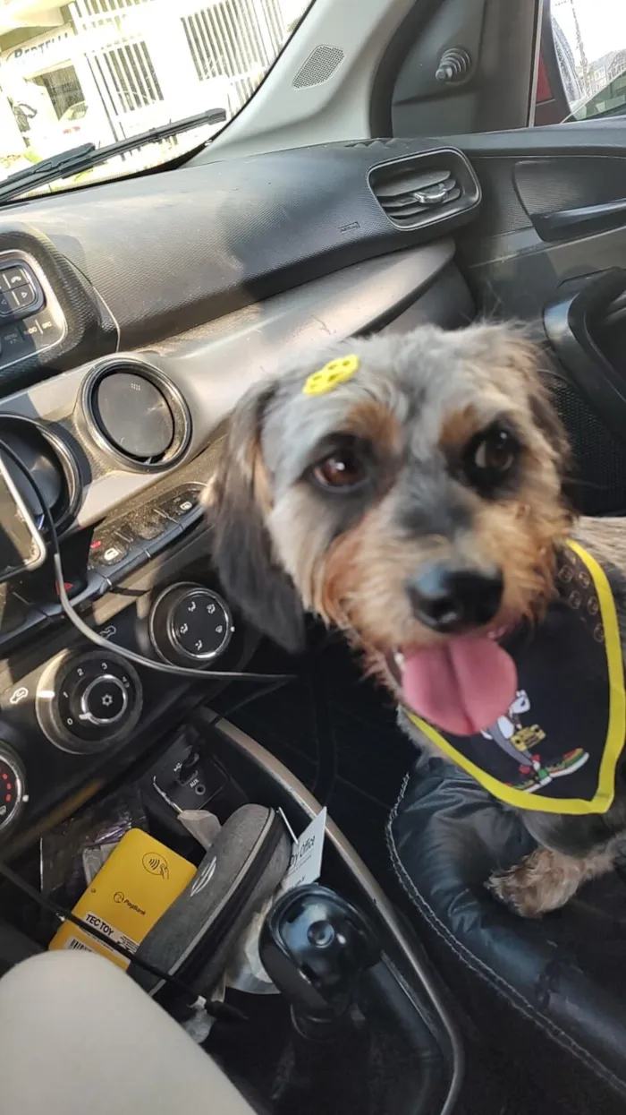 Cachorro raça SRD-ViraLata idade 4 anos nome Gamoro 