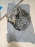 Cachorro raça SRD-ViraLata idade 4 anos nome Gamoro 