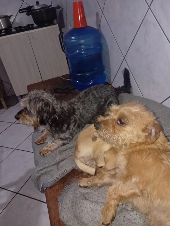 Cachorro raça SRD-ViraLata idade 4 anos nome Gamoro 