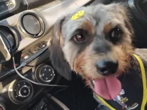 Cachorro raça SRD-ViraLata idade 4 anos nome Gamoro 