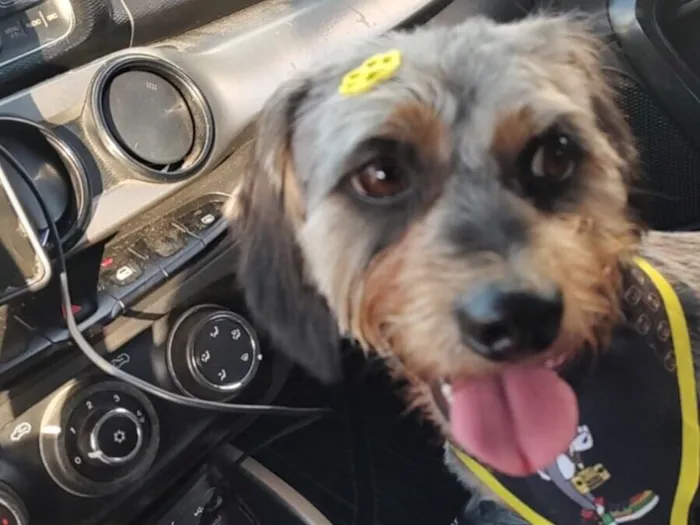 Cachorro raça SRD-ViraLata idade 4 anos nome Gamoro 