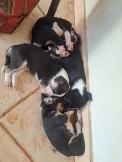 Cachorro raça SRD-ViraLata idade 2 a 6 meses nome Sem nome