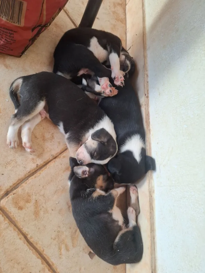 Cachorro raça SRD-ViraLata idade 2 a 6 meses nome Sem nome