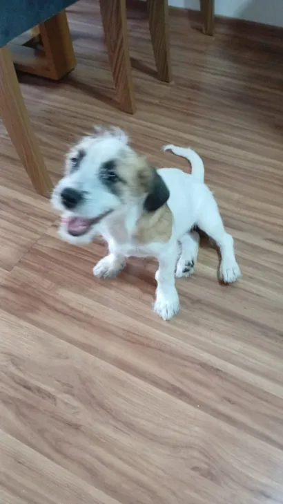 Cachorro raça Lhasa Apso idade 2 a 6 meses nome Mel