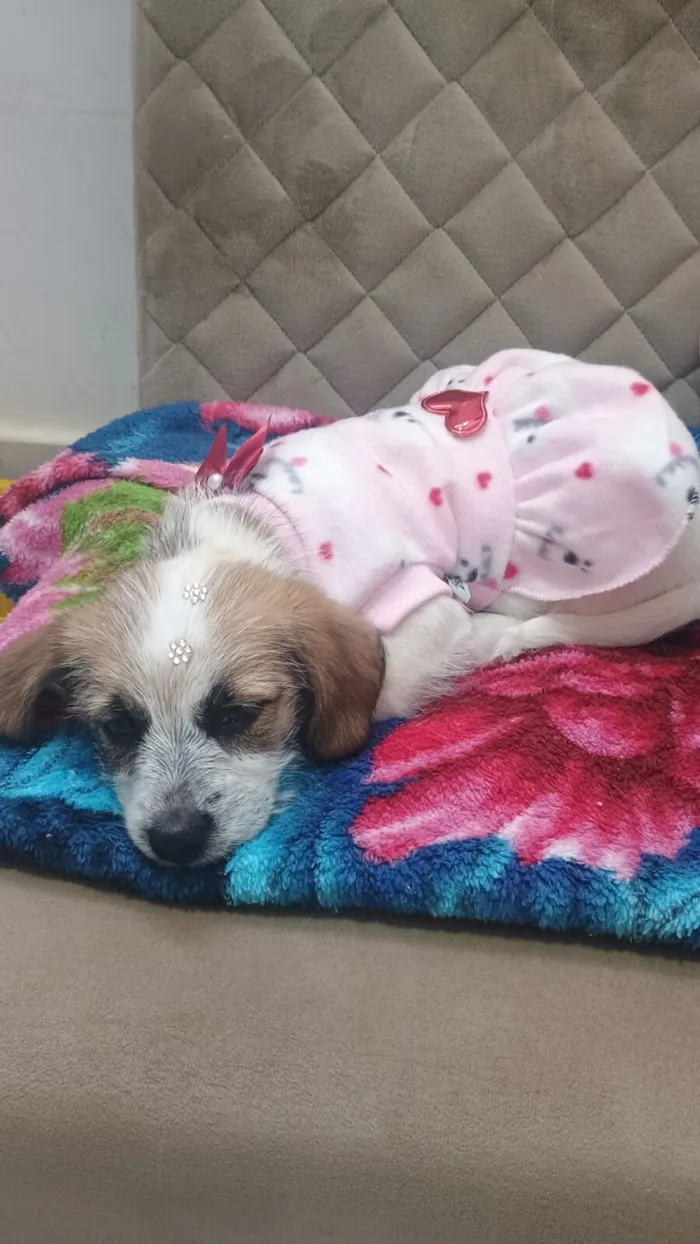 Cachorro raça Lhasa Apso idade 2 a 6 meses nome Mel