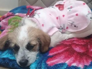Cachorro raça Lhasa Apso idade 2 a 6 meses nome Mel