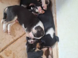 Cachorro raça SRD-ViraLata idade 2 a 6 meses nome Sem nome