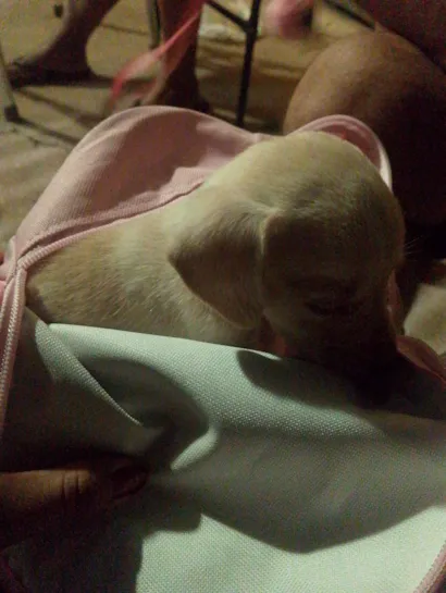 Cachorro raça SRD-ViraLata idade 2 a 6 meses nome Eloisa 