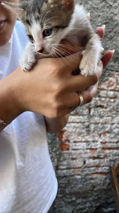 Gato raça SRD-ViraLata idade Abaixo de 2 meses nome Irineu 