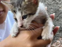 Gato raça SRD-ViraLata idade Abaixo de 2 meses nome Irineu 