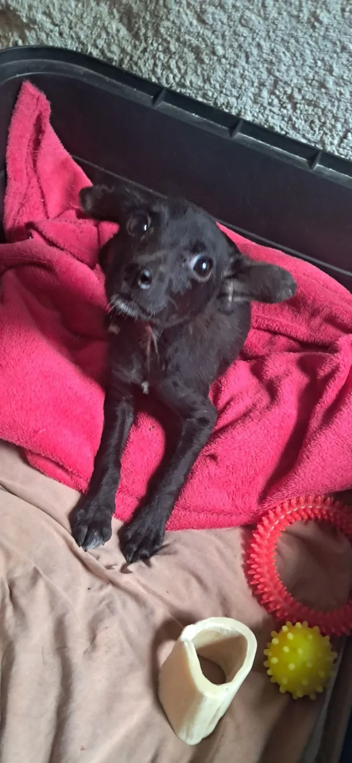 Cachorro raça SRD-ViraLata idade 2 a 6 meses nome Soluço